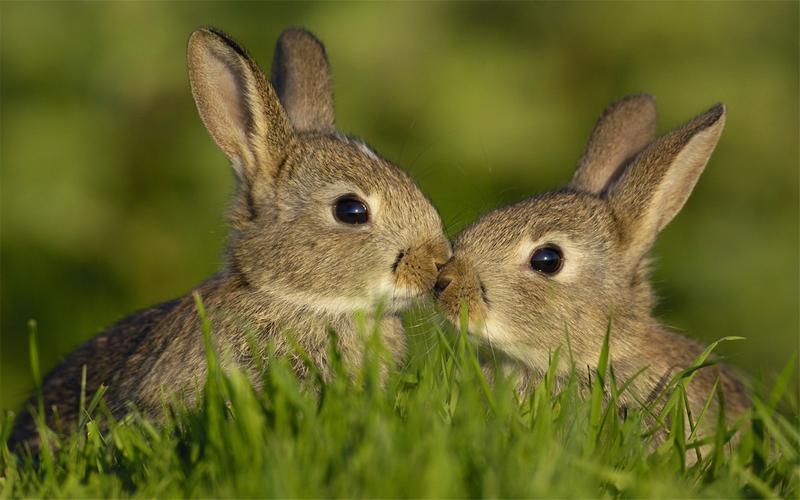 毛茸茸的动物可爱的兔子