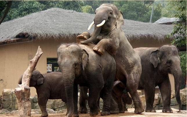 动物的繁衍摄影师记录大象如何交配