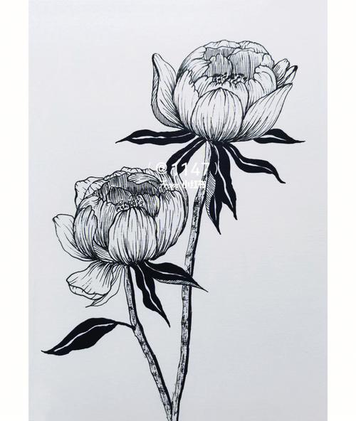 线描装饰画线稿黑白线描植物花卉