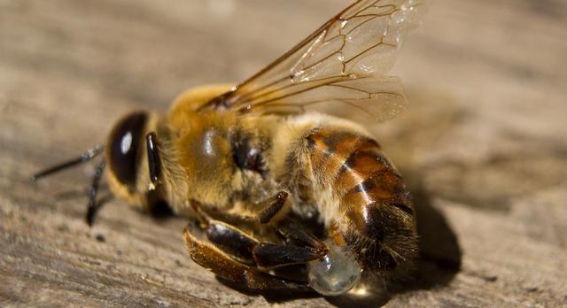 为什么雄蜂和蜂后交尾后就会死亡