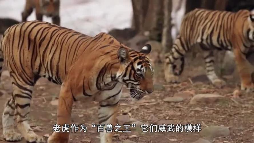 惊心动魄的老虎捕猎视频百兽之王果然不是吹的霸气