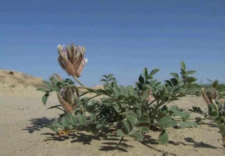 白刺生长习性喜碱地耐干旱是荒漠地带沙地的重要建群植物.