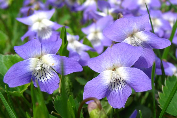 唯美植物花的特写紫罗兰植物花卉盛开的紫罗兰图片