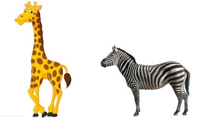 动物园的动物要比高矮长颈鹿要和斑马比.
