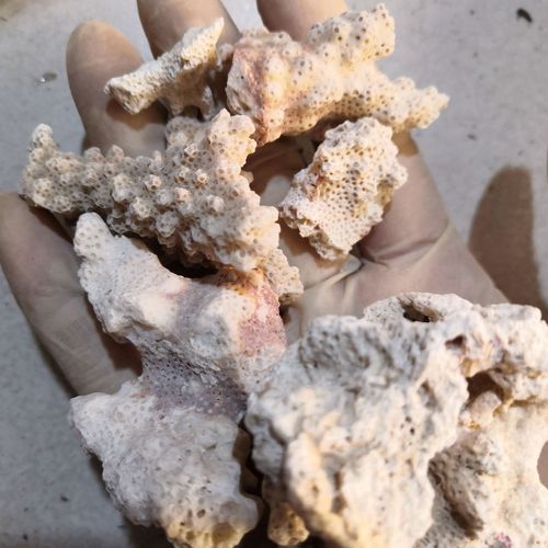 批发珊瑚白珊瑚中药材珊瑚灰珊瑚白珊瑚批发零售