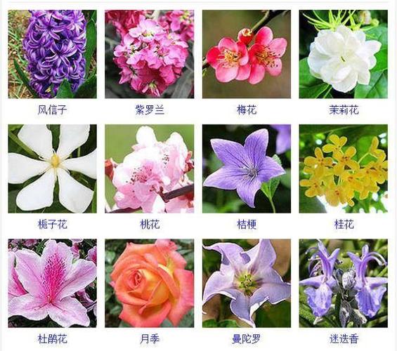 上百种常见观花植物图鉴有了它你以后就是花草识别达人了