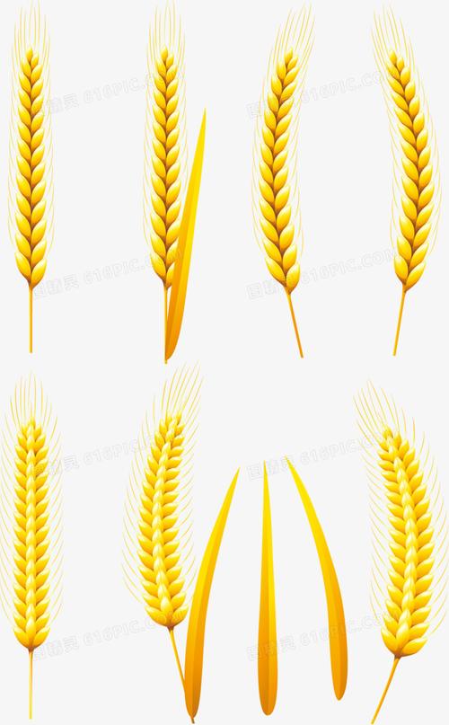 关键词矢量装饰麦穗麦子金黄色图精灵为您提供矢量多枝麦穗免费下载