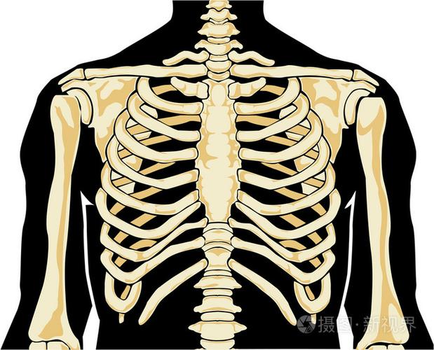人体骨骼.胸部
