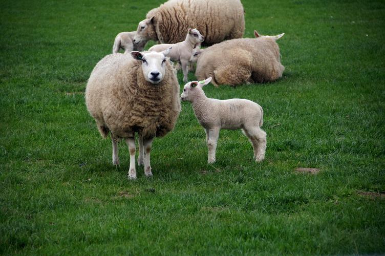 家畜羊动物温顺的小羊图片