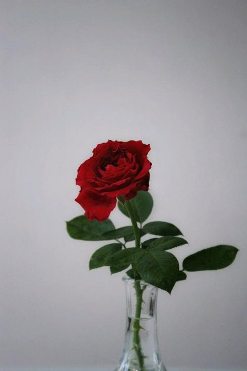 红抗黑的月季花风中玫瑰