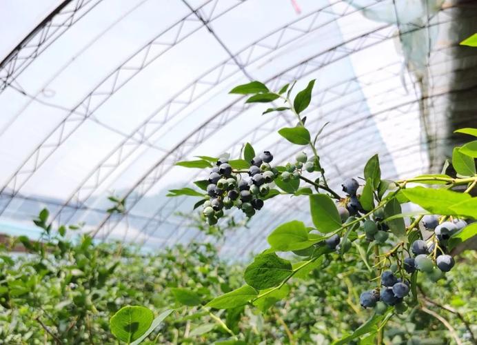 蓝莓的远销让大伙儿从种植到采摘打包环节都能获得一份可观的收