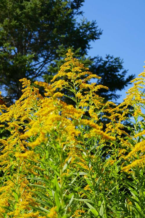 加拿大一枝黄花物美价廉主要用于插花配花效果很好.