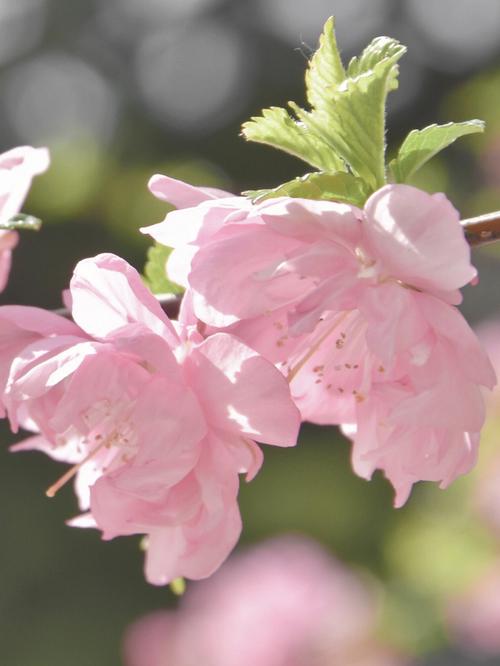 春日樱花摄影