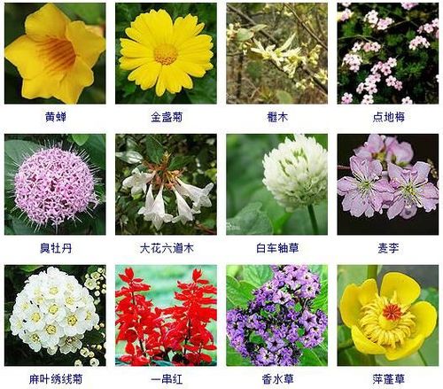 春天开的常见的花春天十种最美的花