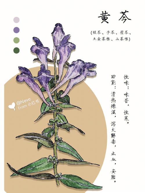 78形态黄芩是唇形科黄芩属多年生草本植物肉质根茎肥厚叶坚纸质