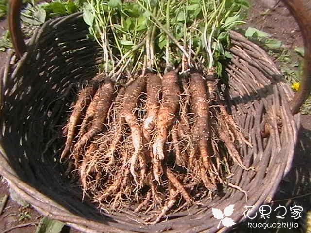 北沙参是伞形科植物珊瑚菜以根做药.