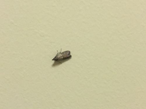 这是什么小飞虫