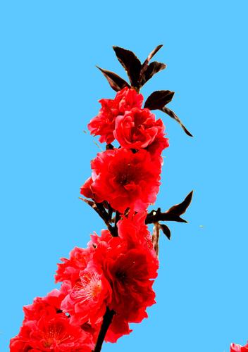 郁金香高雅脱俗清新隽永是一款具有高贵神秘气质的鲜花.