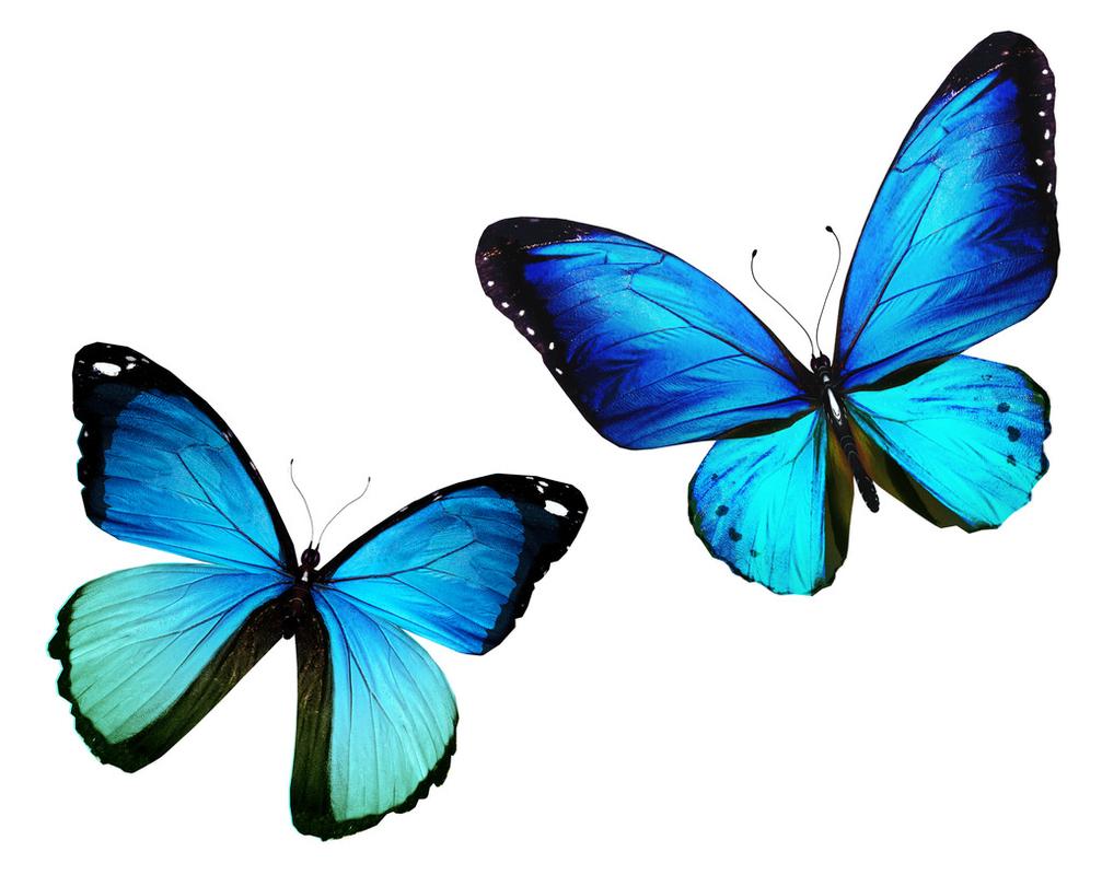两只蝴蝶飞孤立在白色背景