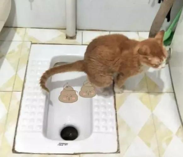 老妈说自从橘猫学会在厕所拉屎之后家里的空气都没有清新过