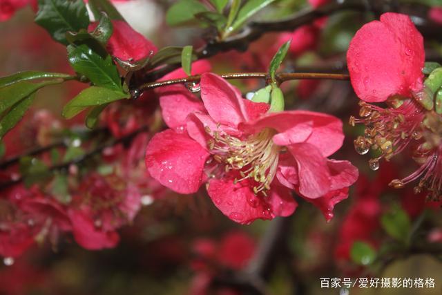 春雨中的海棠花