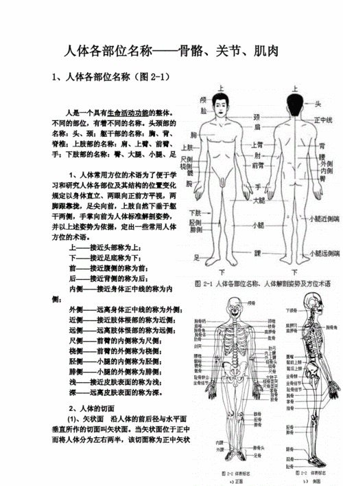 人体各部位名称骨骼关节肌肉docx24页