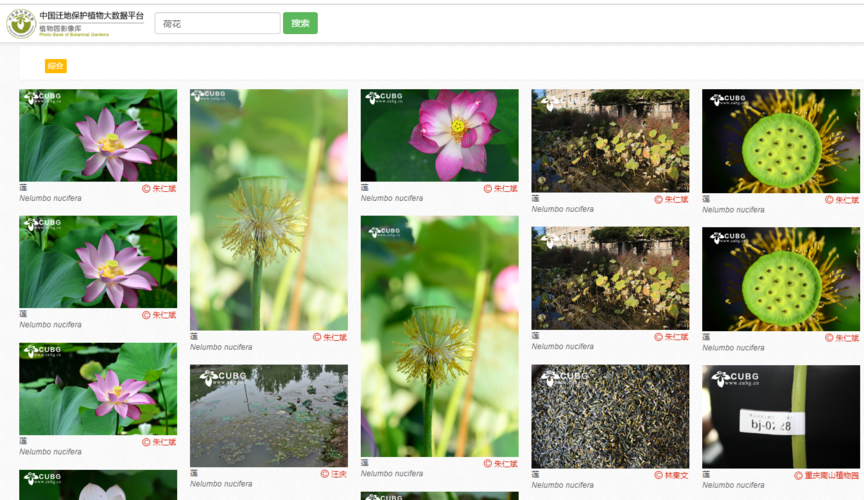 世界植物图片搜索引擎上线