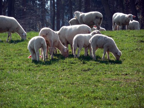 羊羊群群羊羊毛牧场动物群居的动物