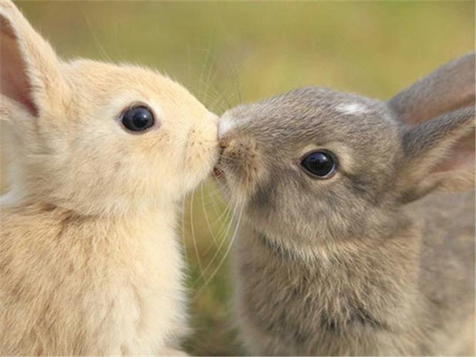 动物们虽然不懂人类的情人节但它们懂得用最简单的方式表达爱来看看
