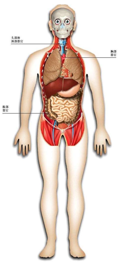 人体内脏结构图五脏六腑图片位置图