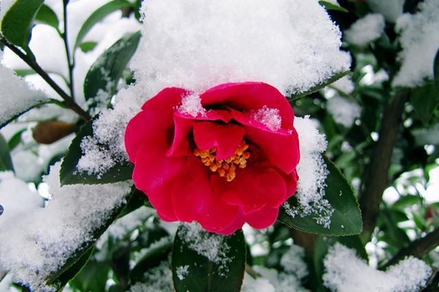 冬天开的花有哪些冬天开的花有哪些花名颜色