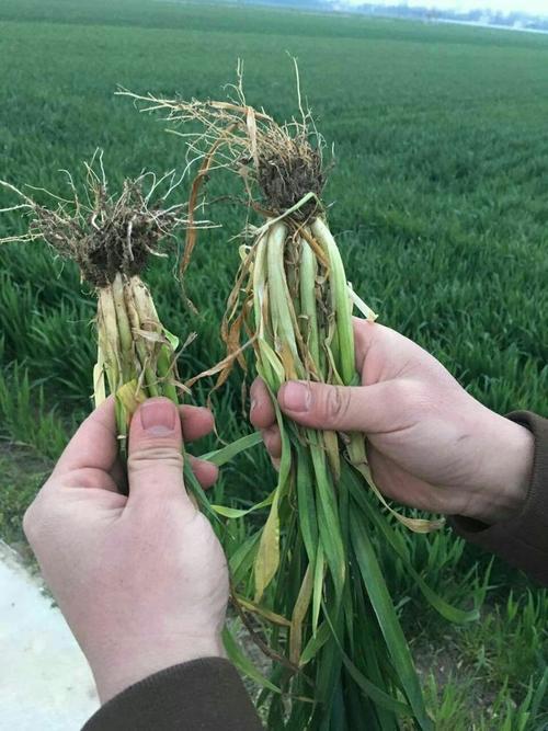 商品专题小麦根3由于春季产生的二三级根的长度有限而且根系继续