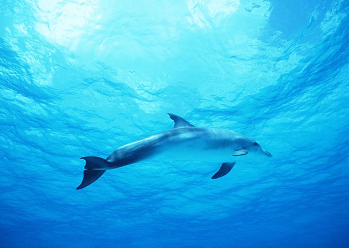 海水中的海豚图片素材图片id140815