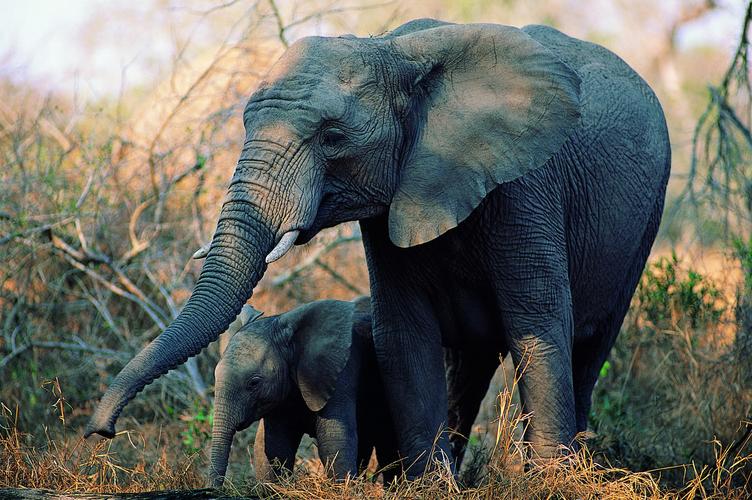 温馨大象家庭图片野生动物大象家庭温馨