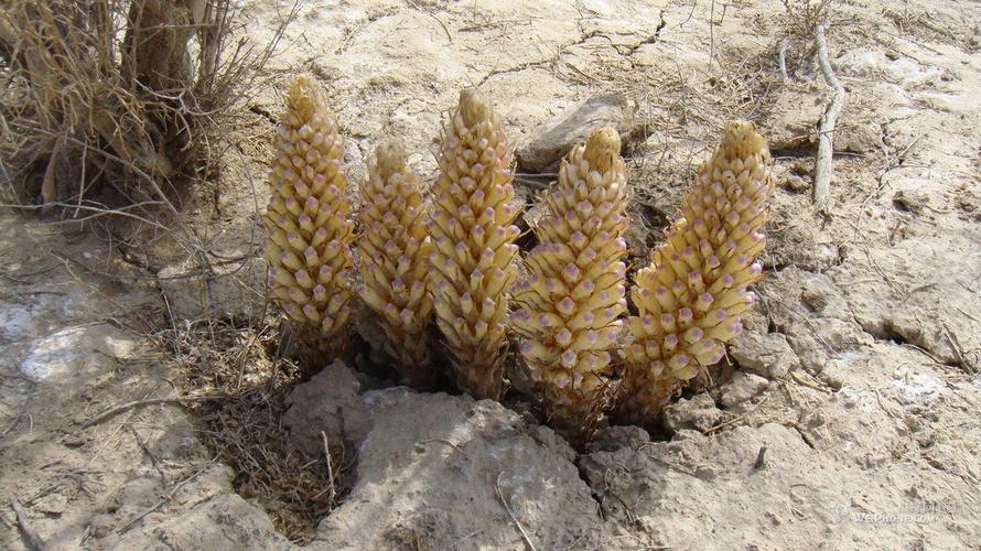 有谁知道这种植物吗长在昆仓戈壁滩上的全株长20cm