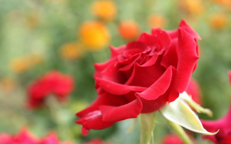 百媚千娇的玫瑰花图片桌面壁纸植物壁纸壁纸下载美桌网