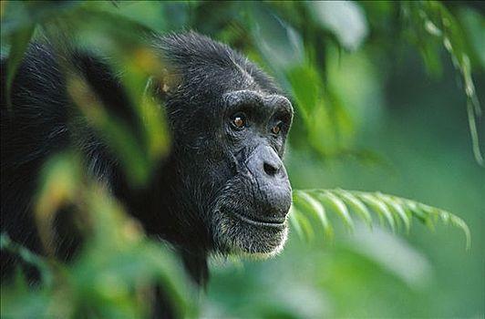 黑猩猩类人猿肖像几内亚