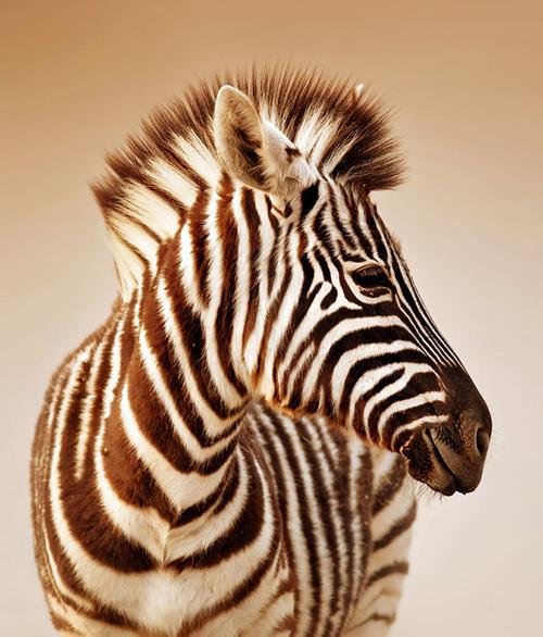 关键词非洲草原动物特写图片高清斑马摄影斑马动物野生动物动物世界