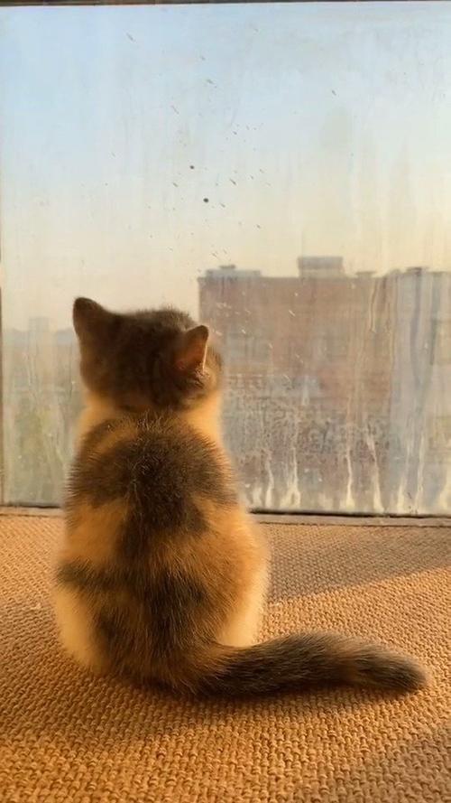 小猫咪跑到飘窗前驻足欣赏夕阳这迷人的小背影看着好治愈