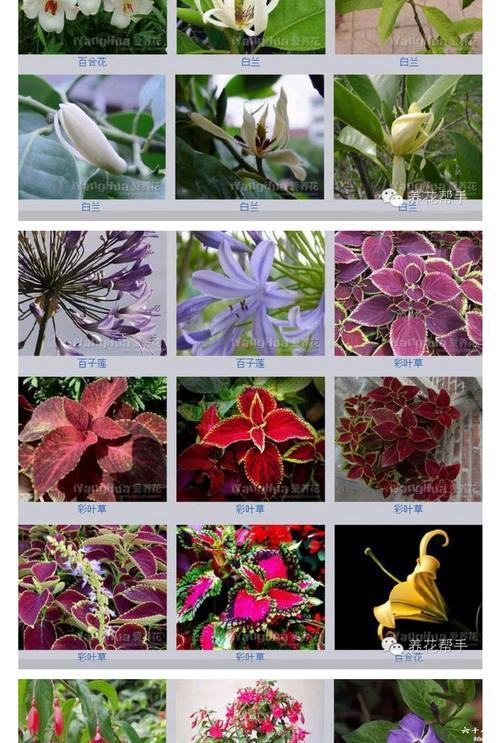 植物花名大全图片花卉图片大全及花名