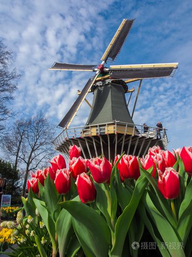 传统的荷兰风车与充满活力的郁金香