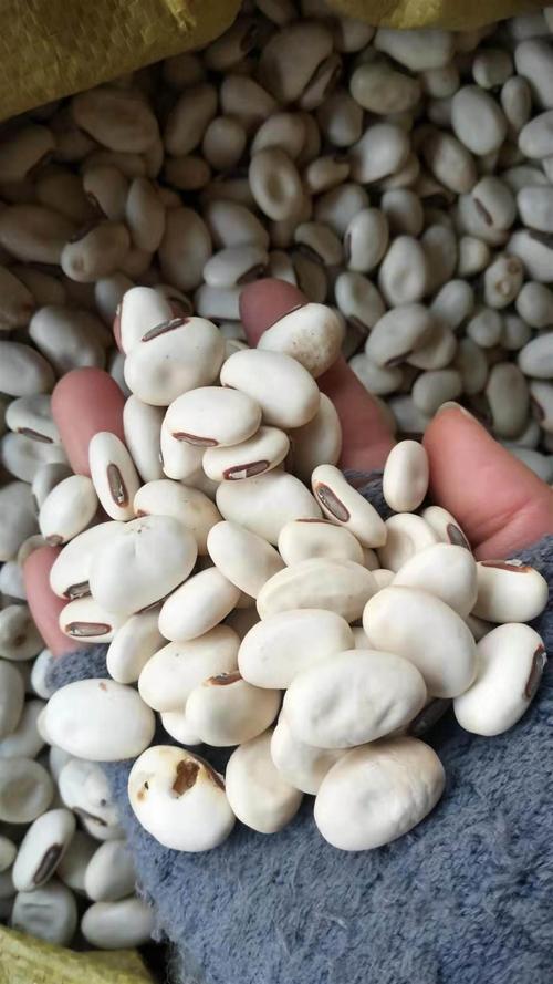 白扁豆价格多少钱一斤白扁豆的价格白扁豆多少钱斤