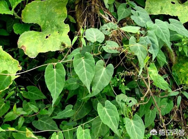 何首乌为蓼科植物属常用中药以块根供药为主现在也有要上面藤叶