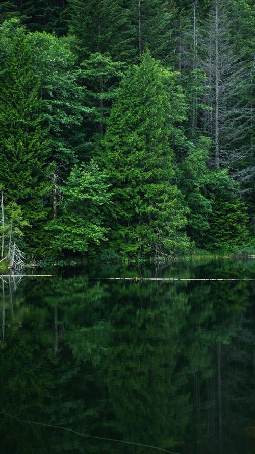 大自然森林风景图片手机壁纸
