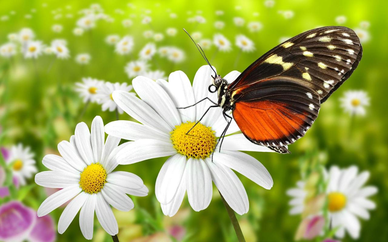 蝴蝶和花唯美自然摄影图片桌面壁纸