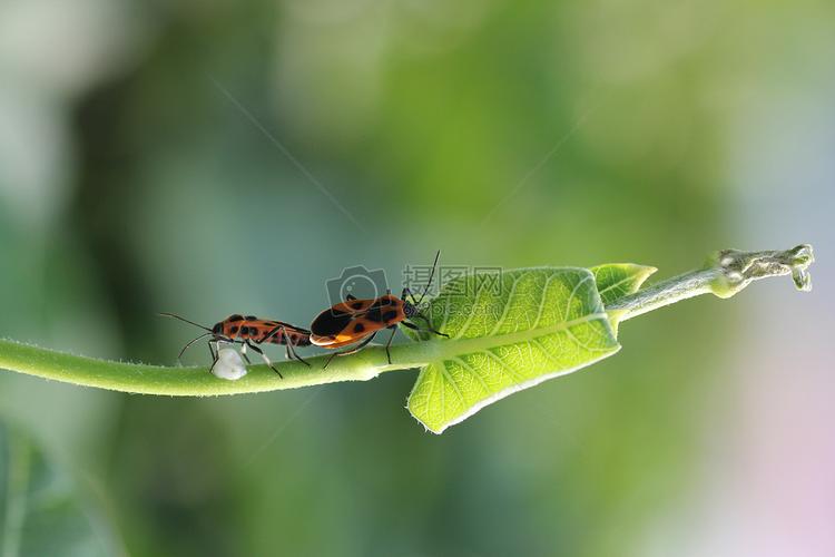 植物上的昆虫摄影图片免费下载动物图库大全编号500314861