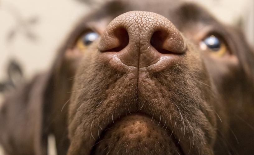 关于狗鼻子的秘密你知道几个