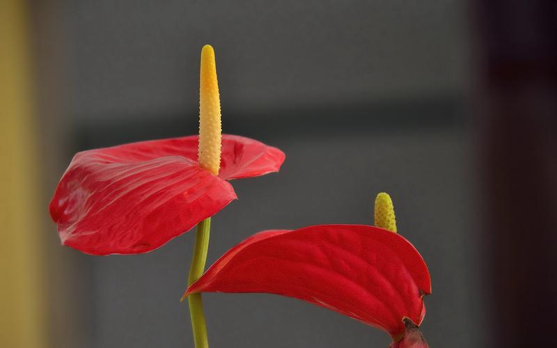 红掌图片花卉鲜花花朵红掌