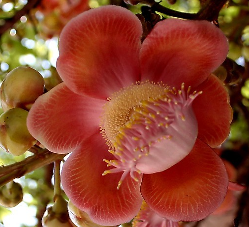 菩提树花有哪些成分菩提树花的功能主治