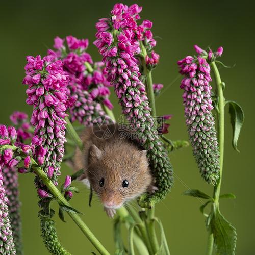 可爱的收获老鼠微毛红色花叶与中绿色自然背景